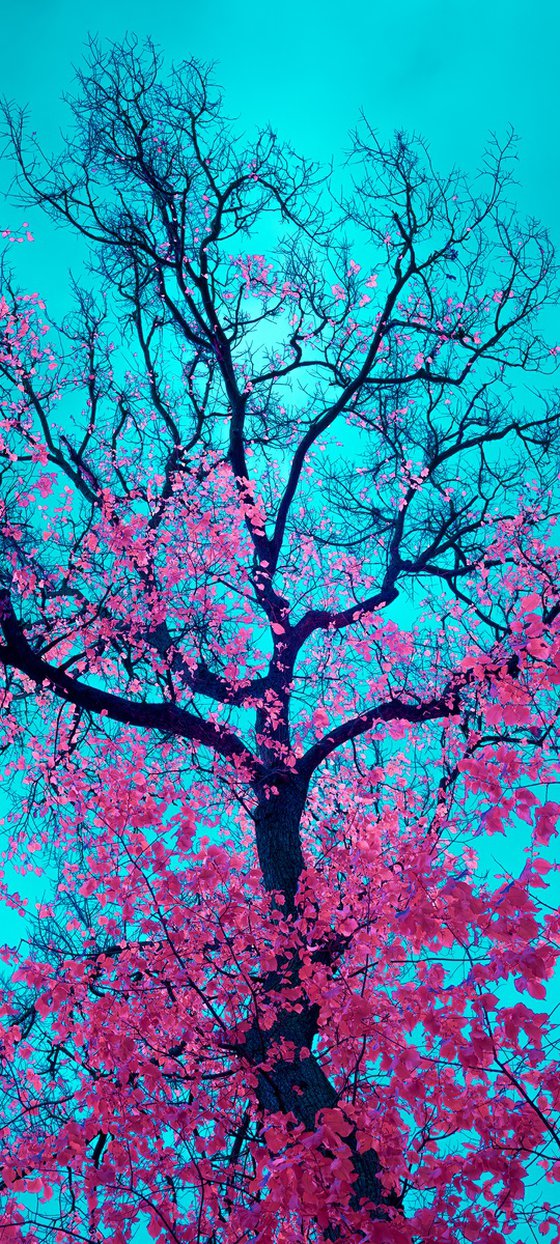 Chromatic Canopy