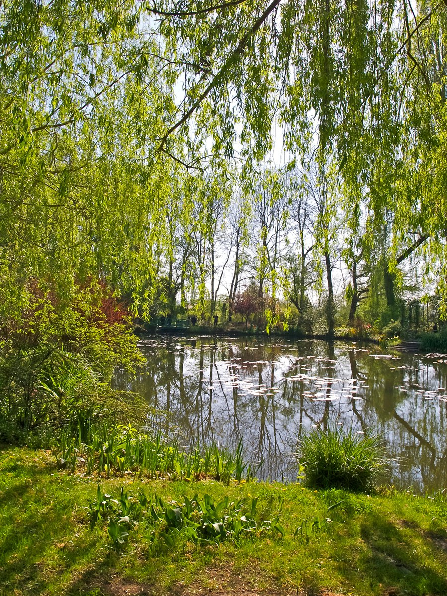 Giverny Willows by Alex Cassels