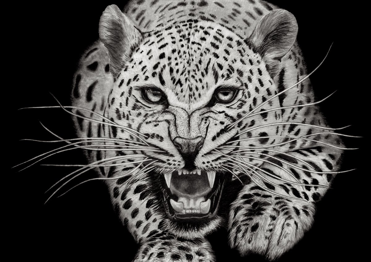 Leopard by Paul Stowe