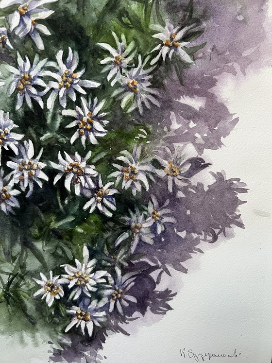 Edelweiss