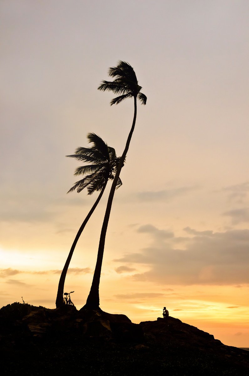 Photorealistic Landscape Photograph By Andrew Lever, 27 X 41, Thoughtful Palms, Original Artwork