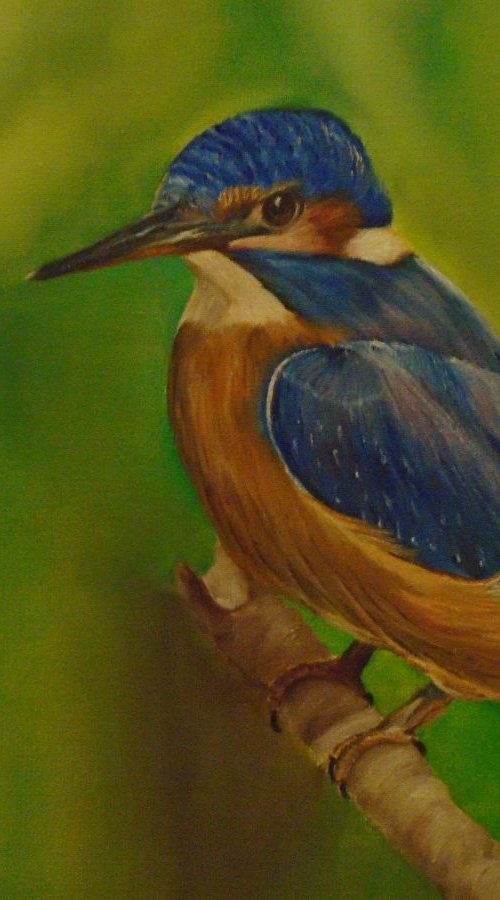 Kingfisher by Timea  Valsami