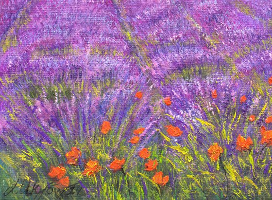 Lavender field