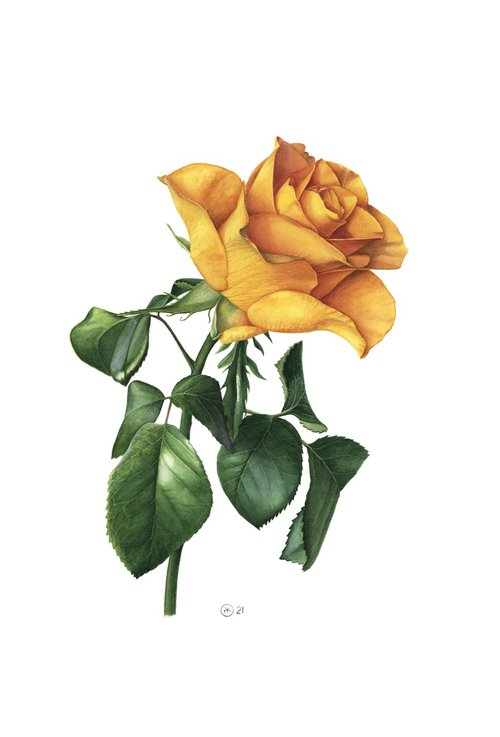 Yellow Rose by Yuliia Moiseieva