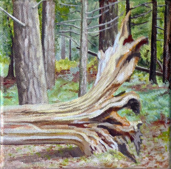 Fallen Tree, The New Forest