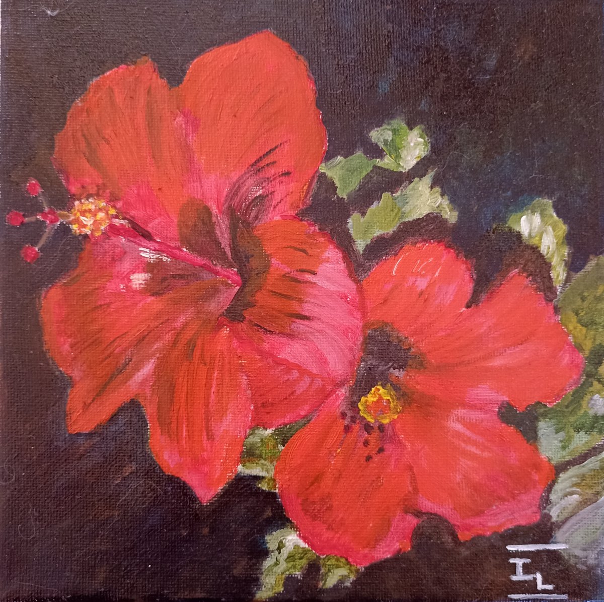 Hibiscus flowers by Isabelle Lucas