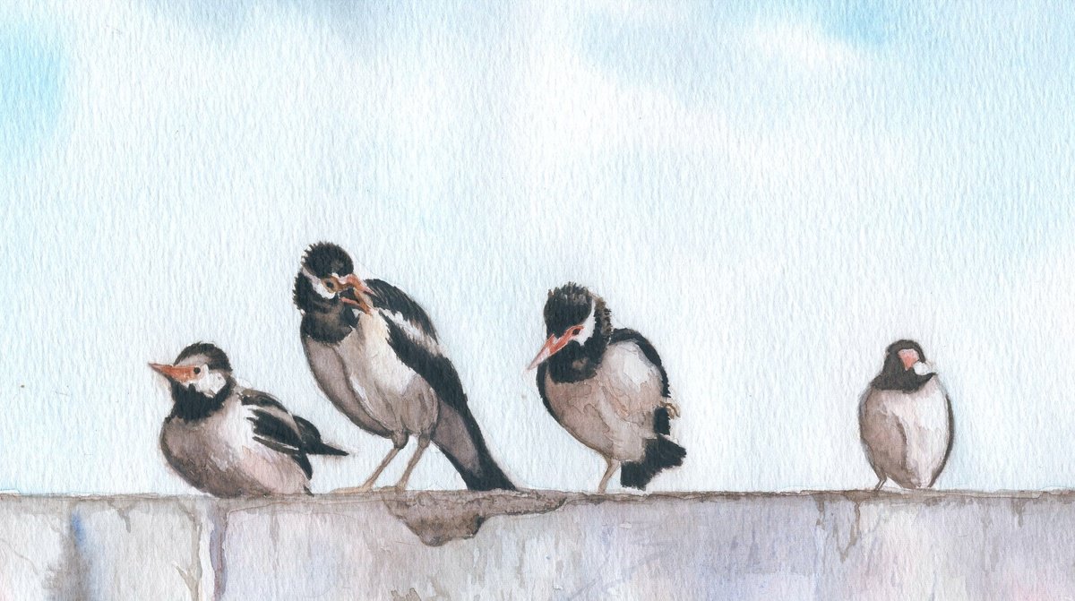 Photorealistic Watercolour , Indian Pied Myna By Shweta Mahajan, 12 X 9, Artwork For Sale On Artfinder