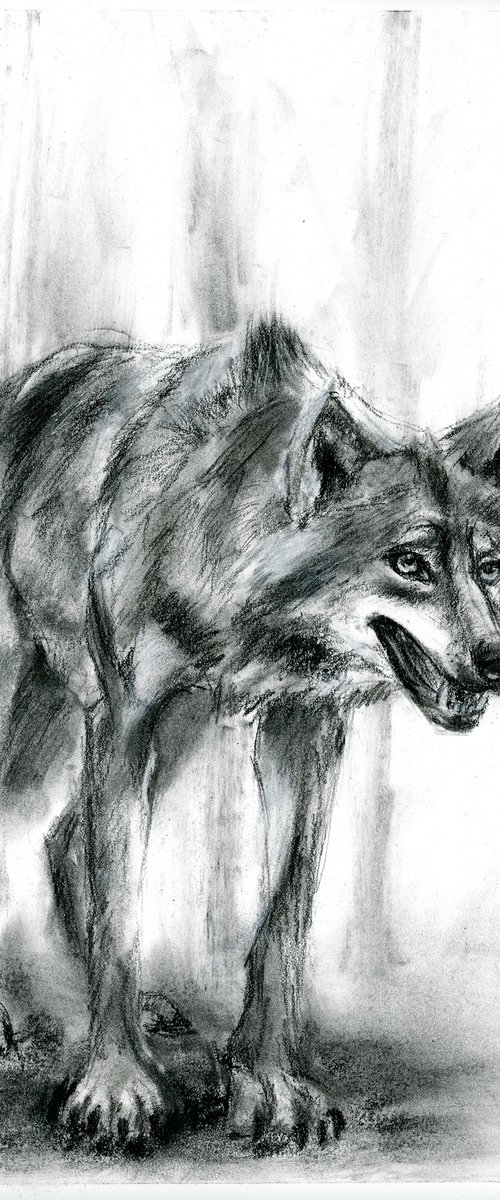 Gray Wolf by Olga Tchefranov (Shefranov)