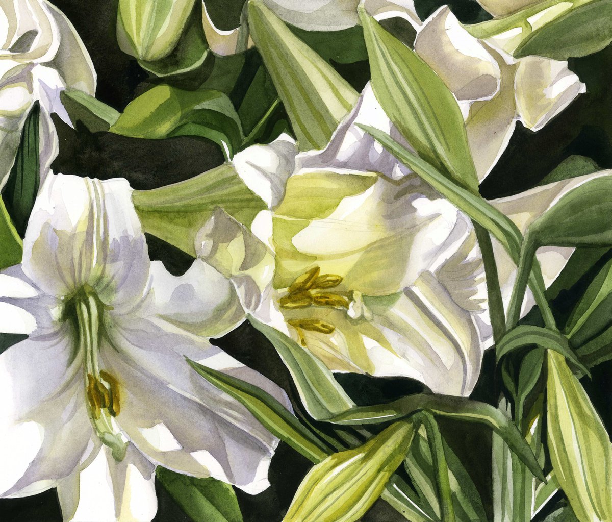 easter lilies watercolor floral by Alfred Ng