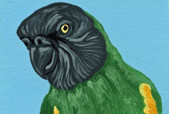 ACEO ATC Original Miniature Painting Senegal Parrot Pet Bird Art-Carla Smale