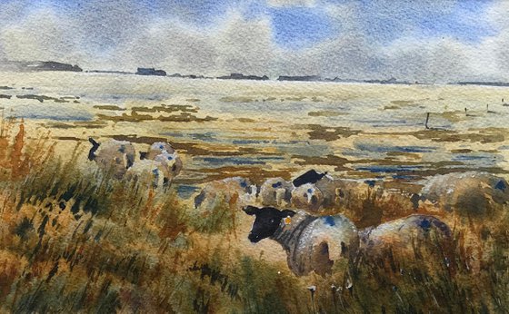 Salt marsh lamb