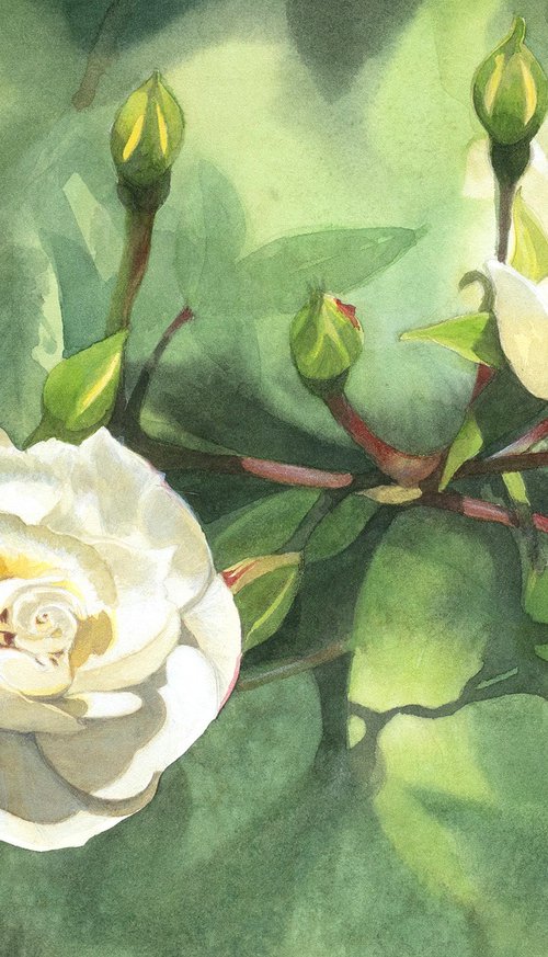 Radiant White Rose Buds by Masato Watanabe