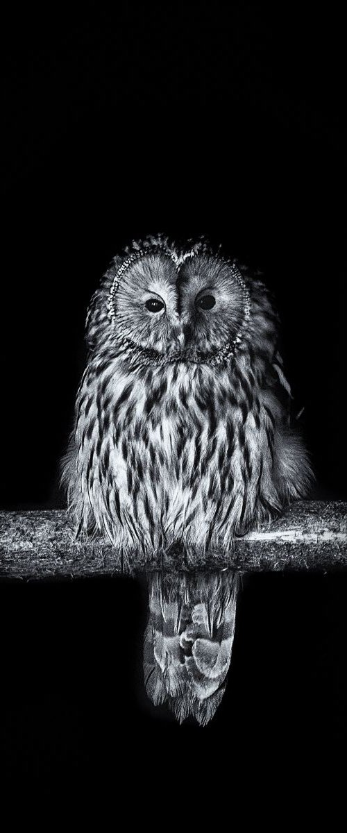 Ural Owl by Paul Nash