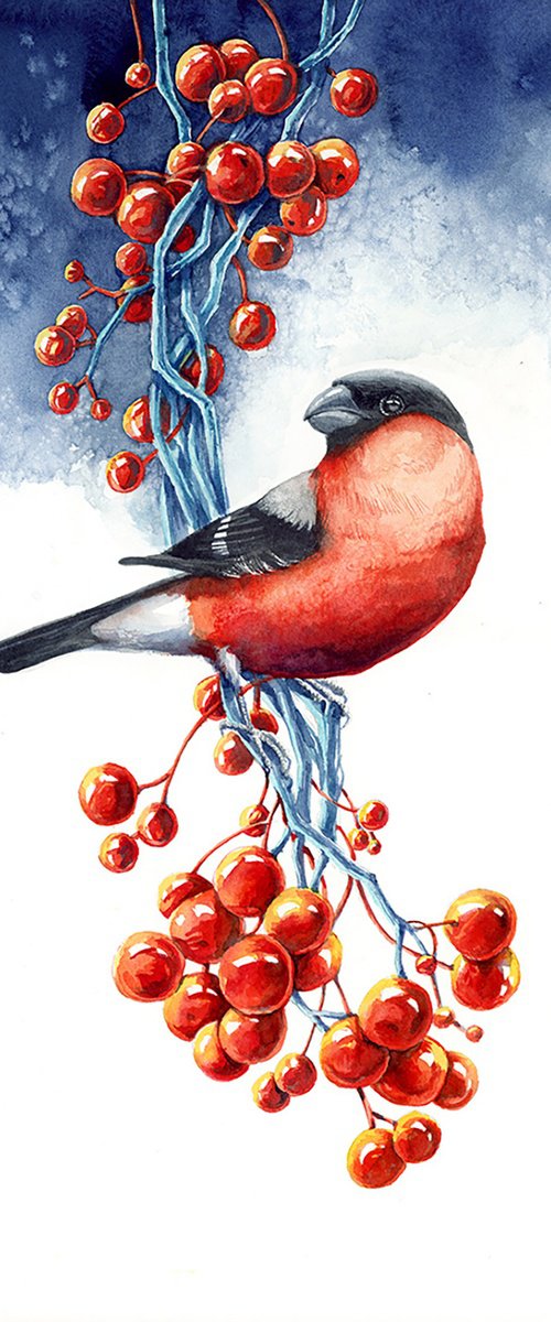 Bullfinch with rowanberry by Karolina Kijak