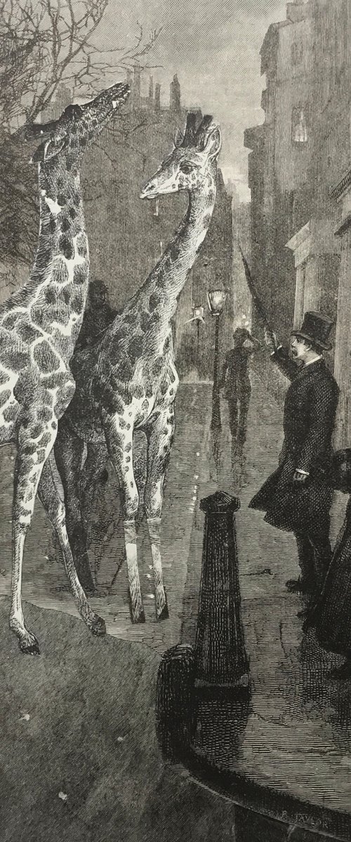 Giraffes by Tudor Evans