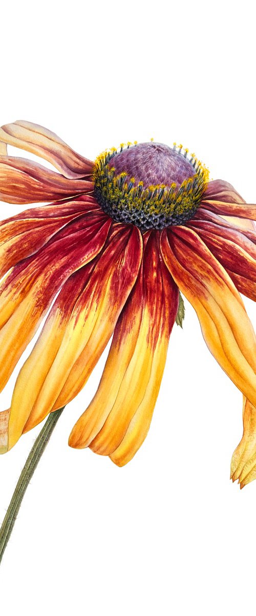 Greetings to the sun by Nataliia Kupchyk