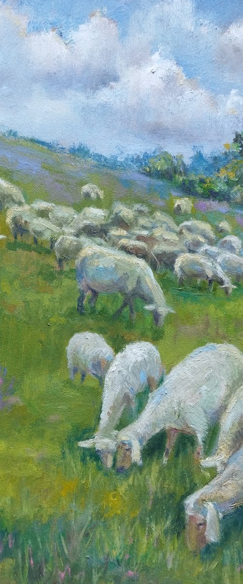 Scottish landscape, sheep on pasture by Ann Krasikova