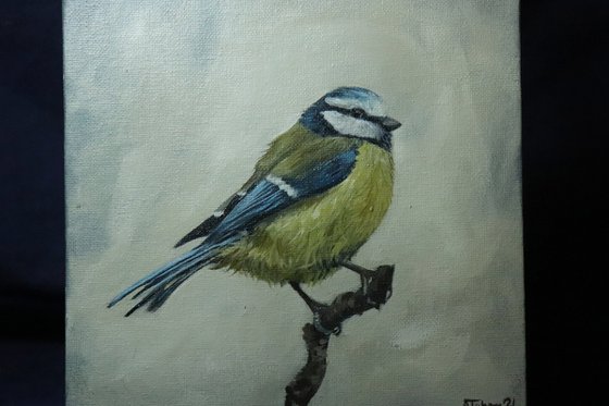 Lockdown's Morning Chorus Series - Blue Tit