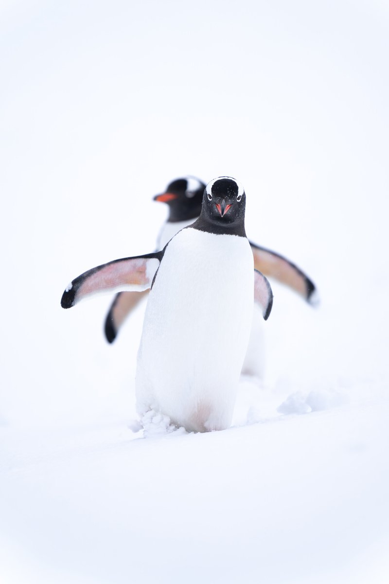 Photorealistic Animal Photograph By Nick Dale, 33 X 26", Nun Shall Pass, Original Artwork