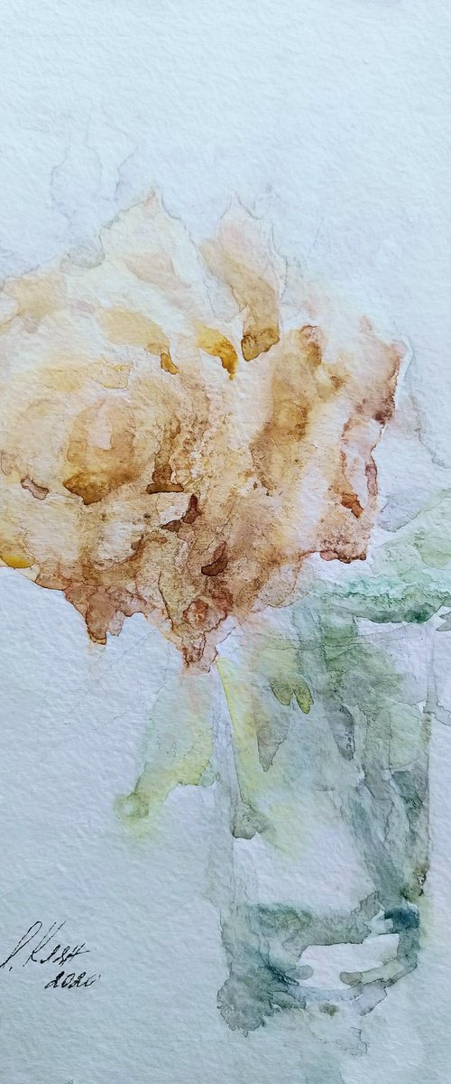 Rose. Original watercolour painting. by Elena Klyan