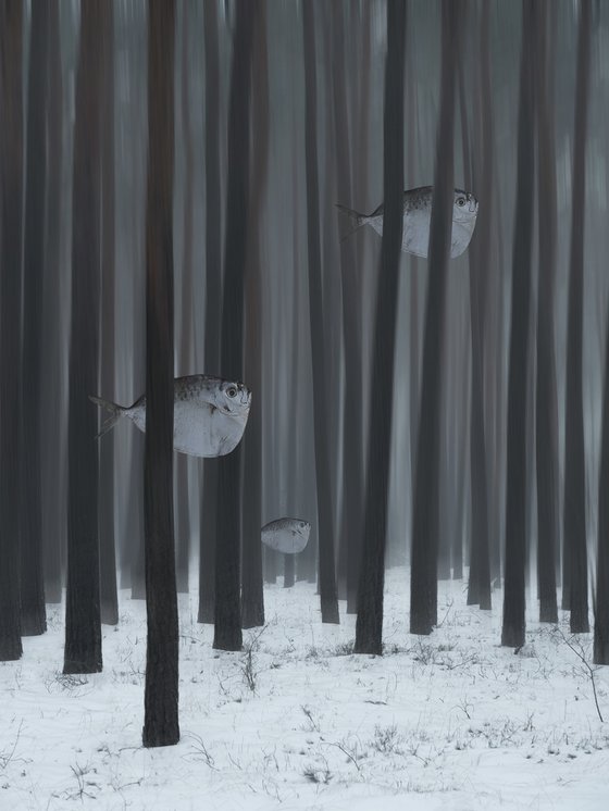 The forest and the fish