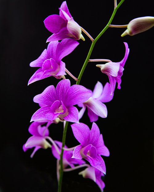 Orchids 10 by MICHAEL FILONOW