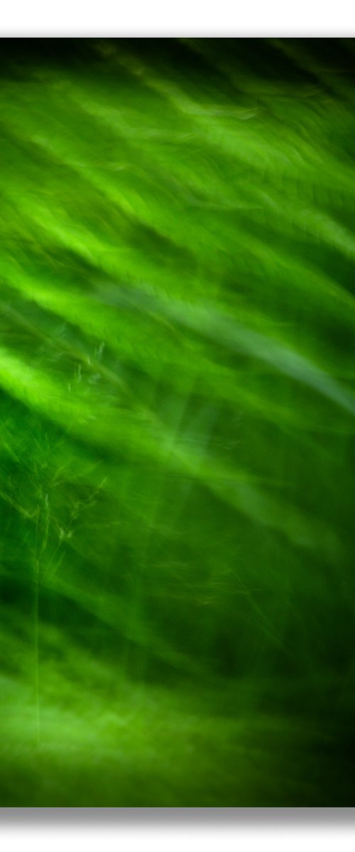 Neon Dream by Lynne Douglas