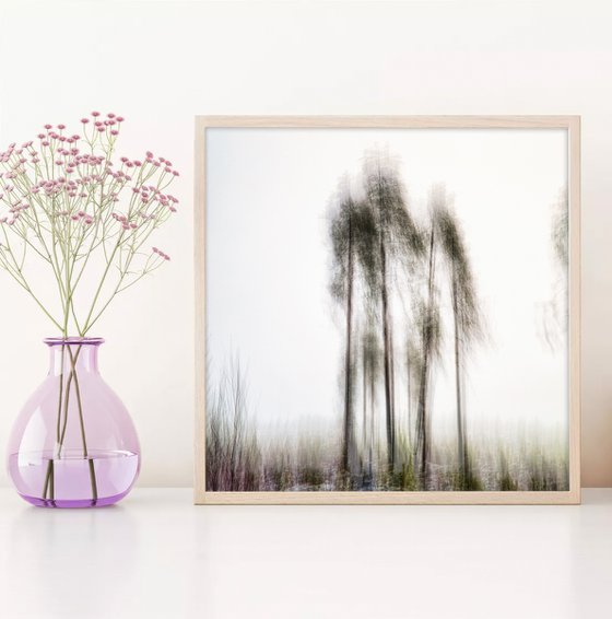 Pines in the mist - RTH