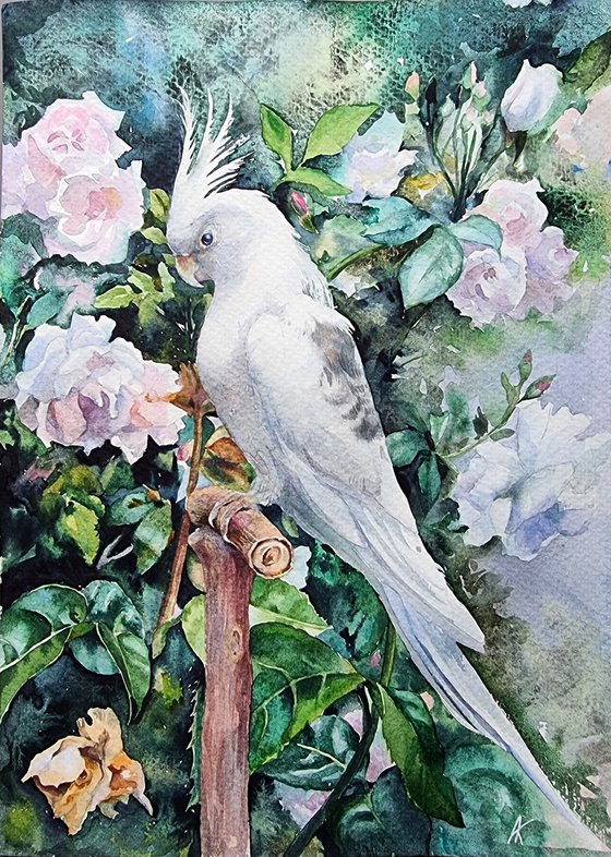 Parrot . Rose garden.