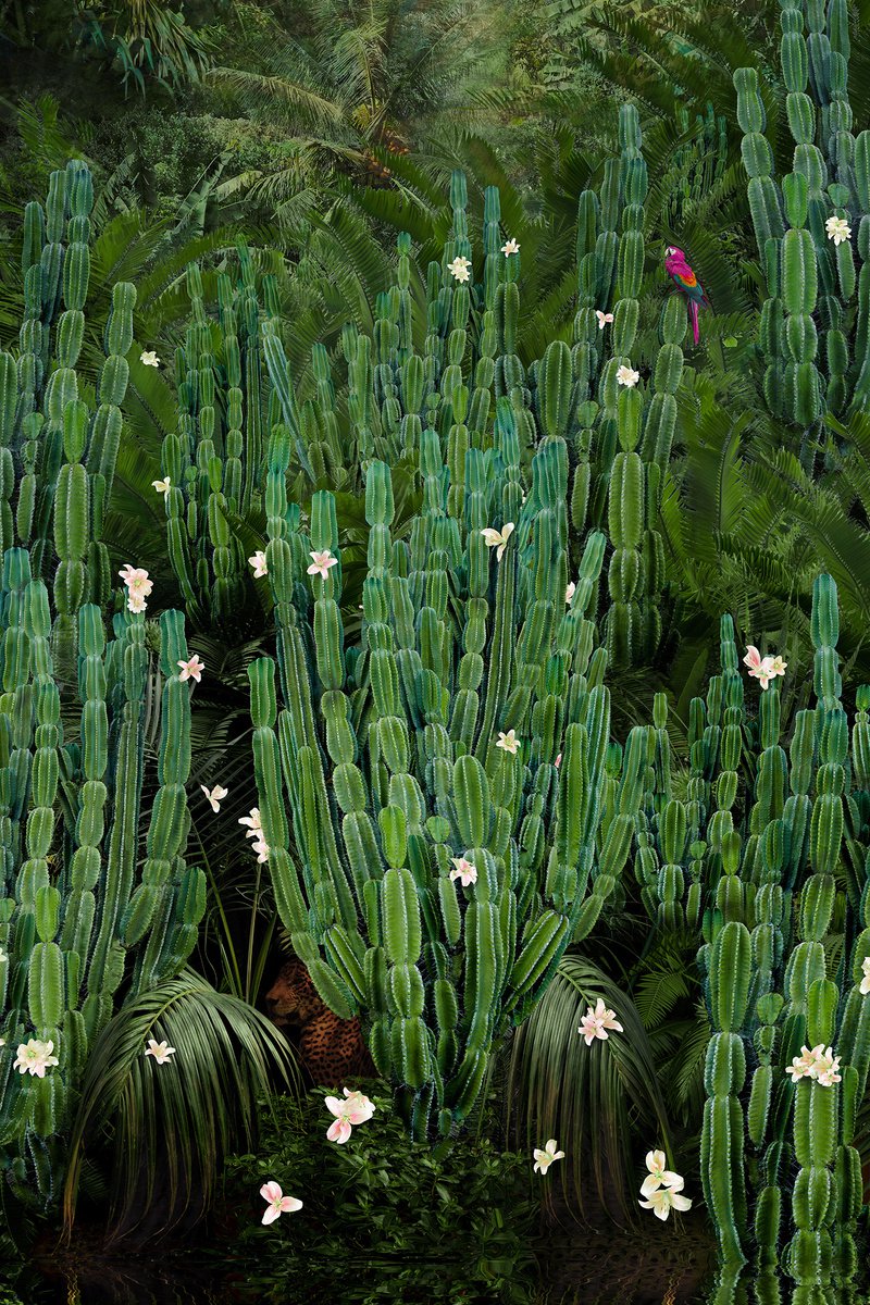 Surrealistic Botanical Photograph By Nadia Attura, 28 X 39", Cactus Forest, Original Artwork