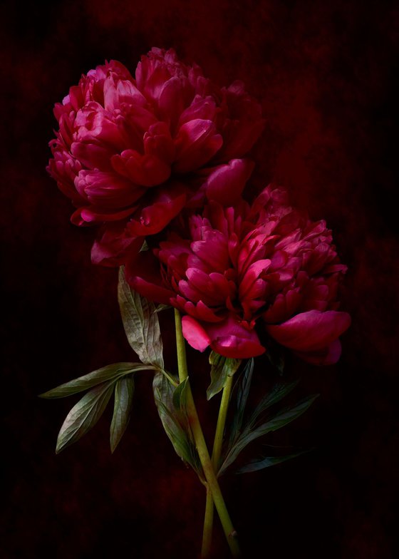 Crimson Peonies