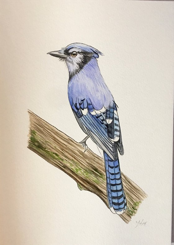 Blue jay