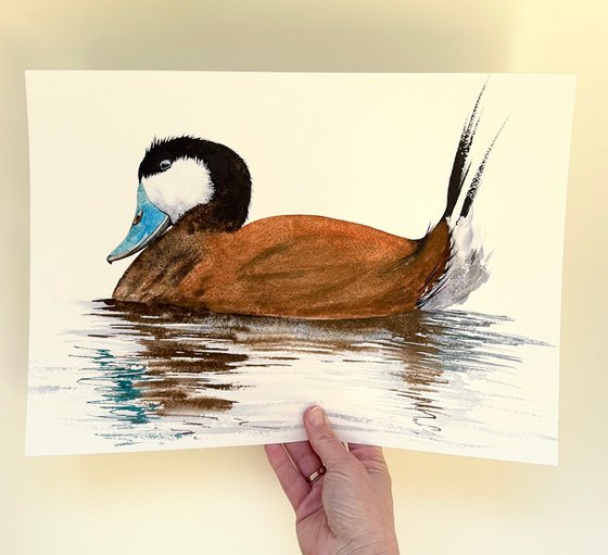 Rosse stekelstaart Ruddy Duck