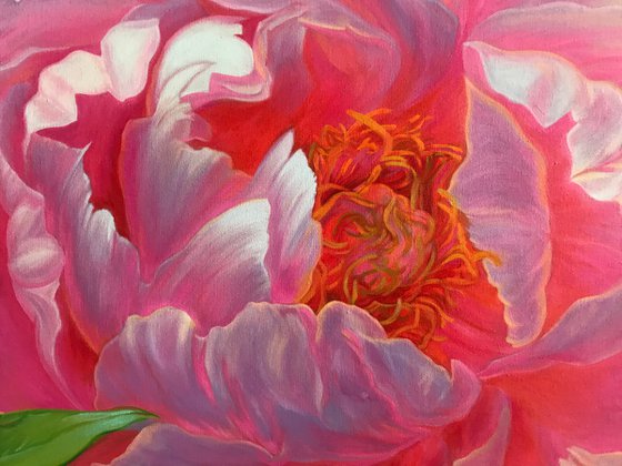 Peony on the sun