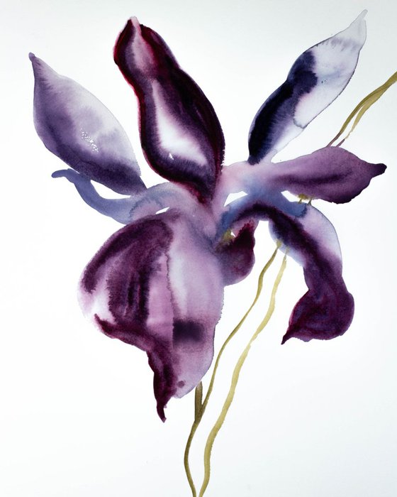 Iris No. 62