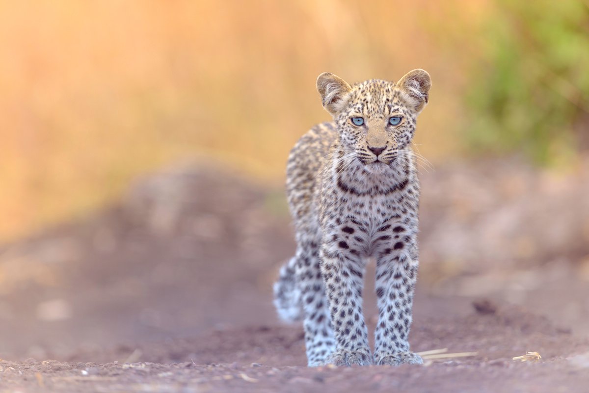 Leopard Cub by Ozkan Ozmen