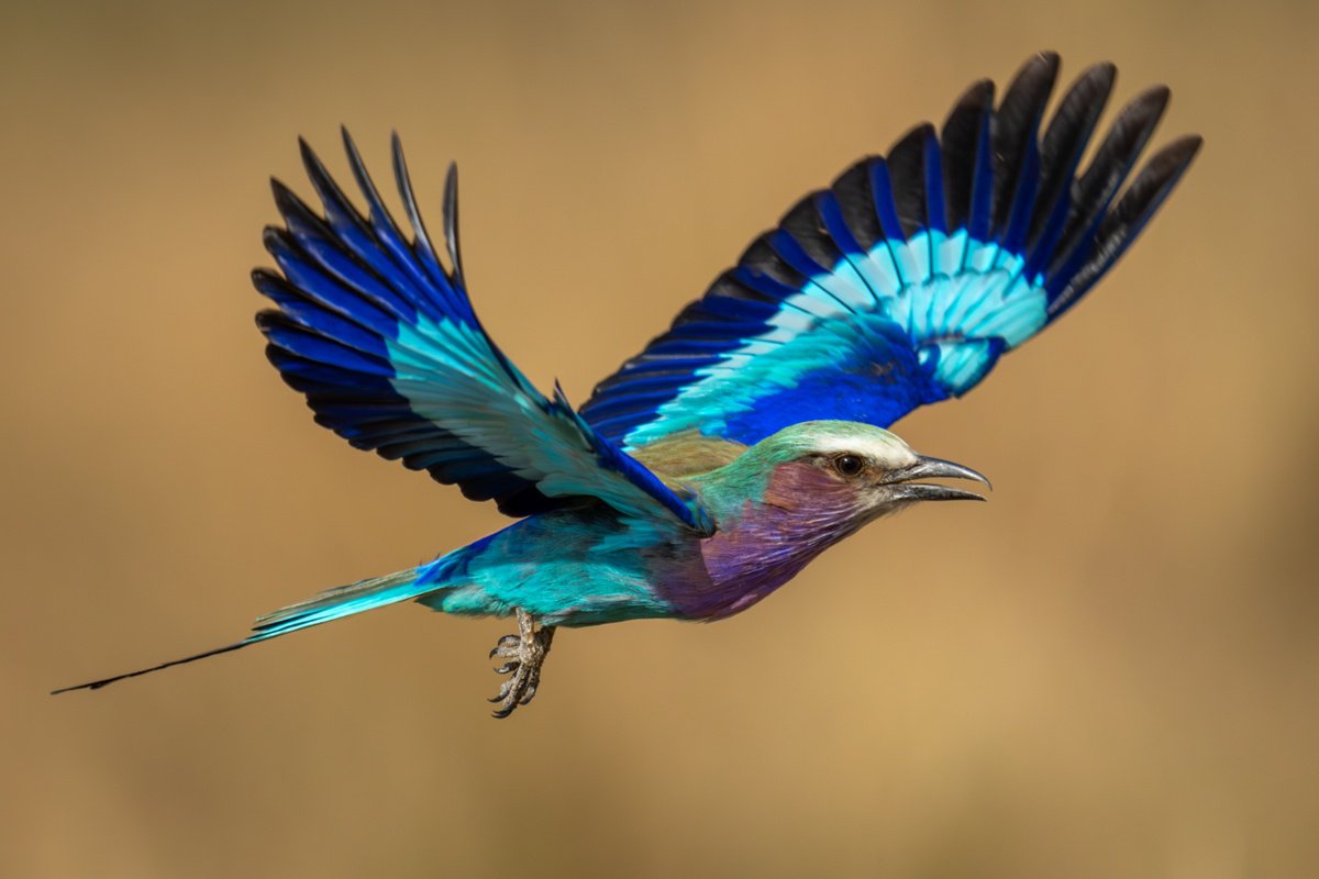 Blue Bird by Nick Dale