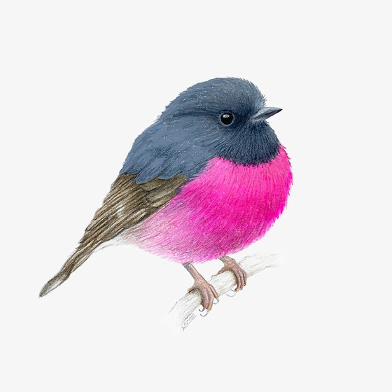 Pink Robin