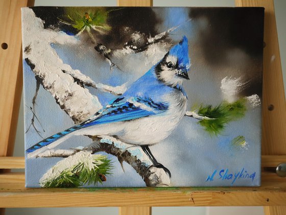 Bright Blue Jay in Pine Tree