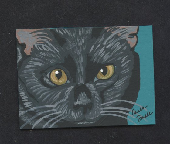 Bombay Black Cat