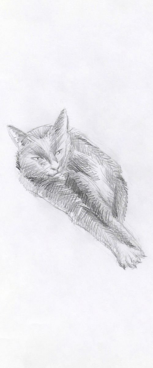 Cat Study 4 by MK Anisko