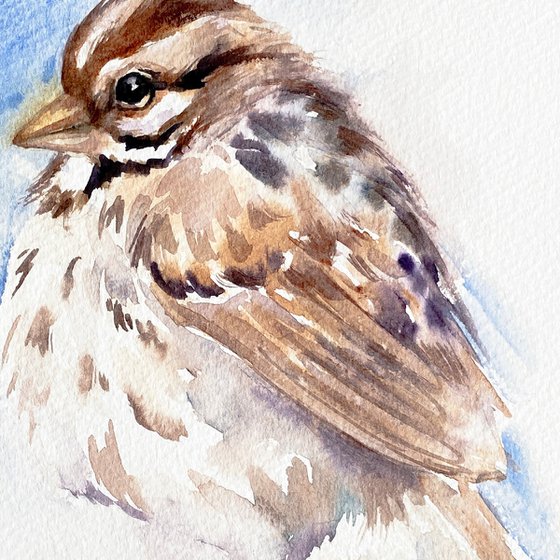Song Sparrow