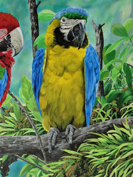 Green winged Macaws and Blue and Yellow Macaw