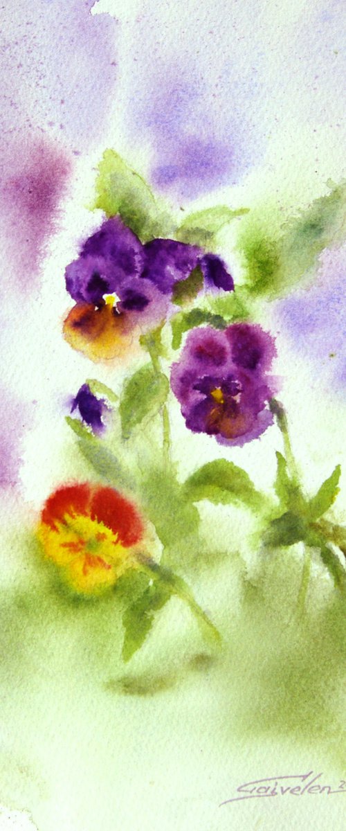 Pansies blooming by Elena Gaivoronskaia