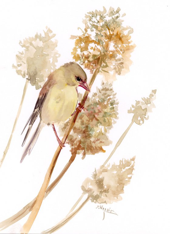 American Goldfinch and Dry Grass, Female american goldfinch bird artwork