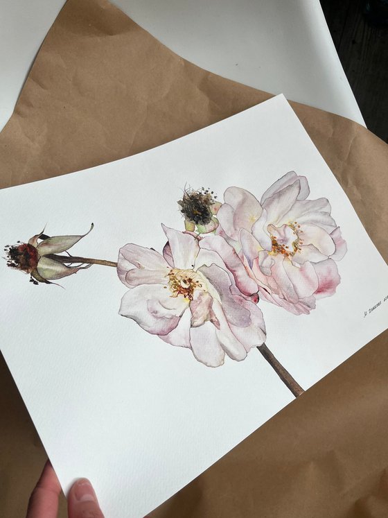 Duo roses pastel