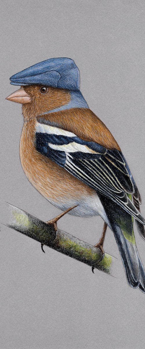 Common chaffinch by Mikhail Vedernikov