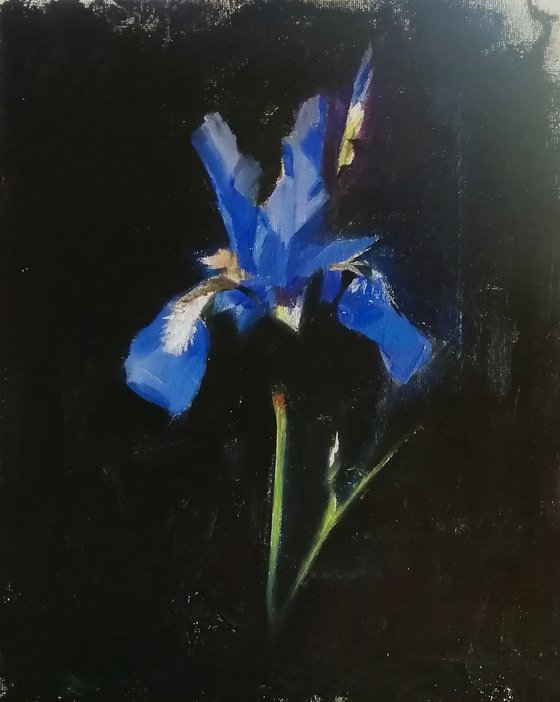 Night iris