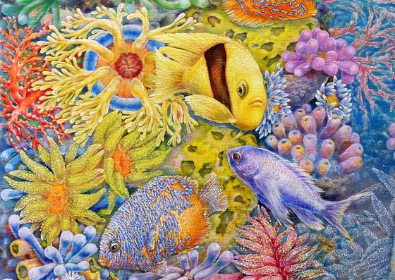 The Red Sea Reefs