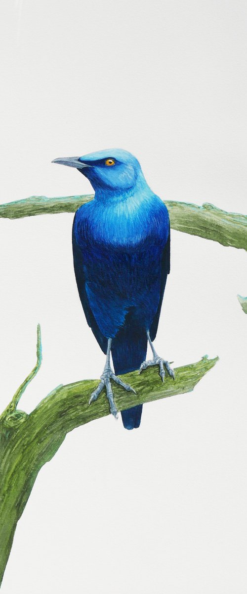 Serious blue bird on branch by Karina Danylchuk